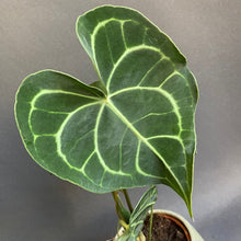 Kép betöltése a galériamegjelenítőbe: Anthurium clarinervium - Tropical Home 
