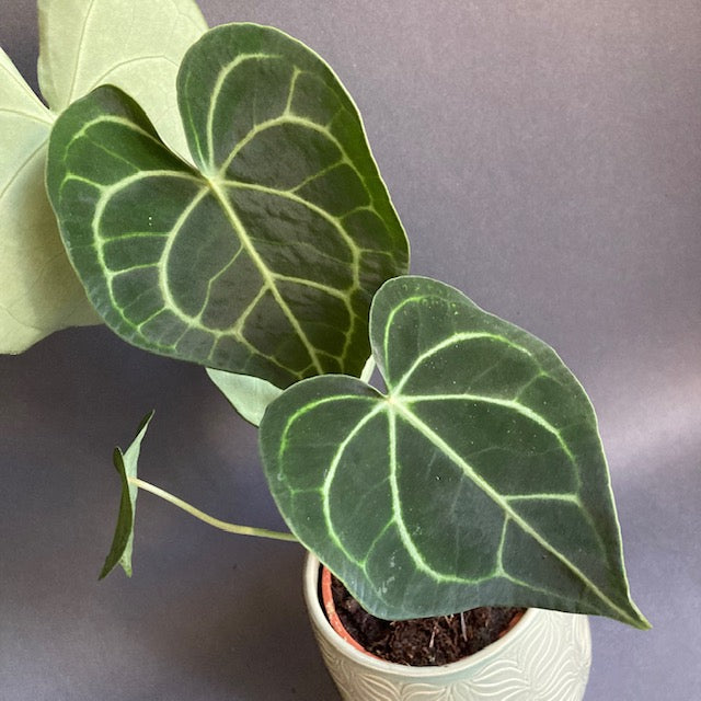 Anthurium clarinervium - Tropical Home 