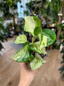 Epipremnum aureum "Happy leaf"/"Manjula" - két méretben