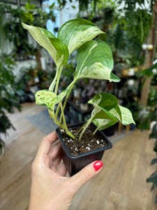 Epipremnum aureum "Happy leaf"/"Manjula" - két méretben