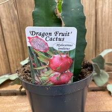 Kép betöltése a galériamegjelenítőbe: Hylocereus undatus - Sárkánygyümölcs kaktusz - Dragon fruit cactus - Tropical Home 
