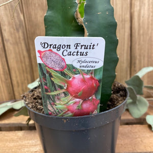 Hylocereus undatus - Sárkánygyümölcs kaktusz - Dragon fruit cactus - Tropical Home 