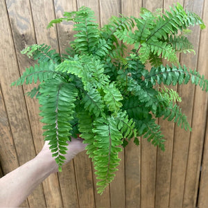 Adiantum "Bronze venus"