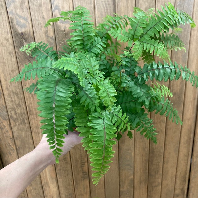 Adiantum 