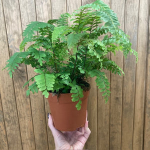 Adiantum "Bronze venus"