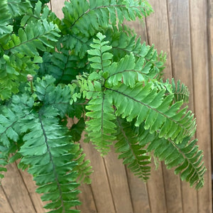 Adiantum "Bronze venus"