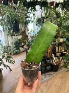 Epiphyllum "Fruhlingsgold" - Saját szaporítás