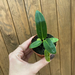 Anthurium warocqueanum mini