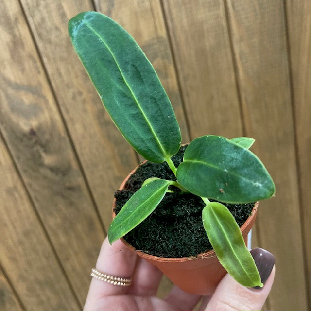 Anthurium warocqueanum mini