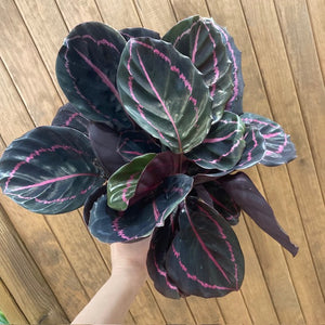 Calathea roseopicta "Dottie"