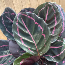 Kép betöltése a galériamegjelenítőbe: Calathea roseopicta &quot;Dottie&quot;
