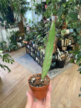 Kép betöltése a galériamegjelenítőbe: Epiphyllum &quot;Leon herick&quot; - Saját szaporítás
