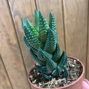 Haworthiopsis reinwardtii