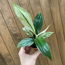 Kép betöltése a galériamegjelenítőbe: Spathiphyllum &#39;Sensation&#39; variegated - Vitorlavirág tarka - Peace lily
