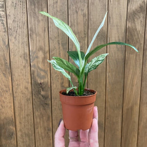 Spathiphyllum 'Sensation' variegated - Vitorlavirág tarka - Peace lily