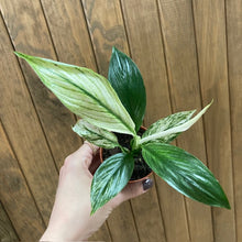 Kép betöltése a galériamegjelenítőbe: Spathiphyllum &#39;Sensation&#39; variegated - Vitorlavirág tarka - Peace lily
