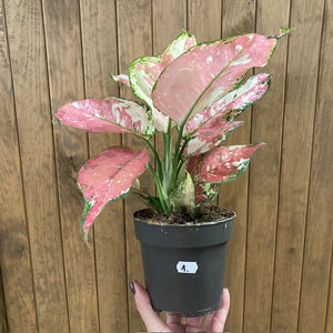 Aglaonema "Anyamanee Tricolor "  1.  - Rákvirág - Chinese Evergreen