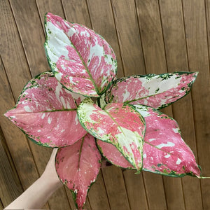 Aglaonema "Anyamanee Tricolor "  1.  - Rákvirág - Chinese Evergreen