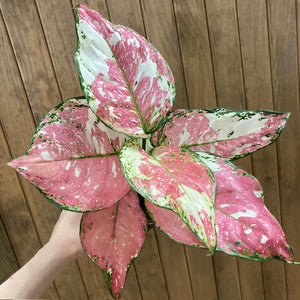 Aglaonema "Anyamanee Tricolor "  1.  - Rákvirág - Chinese Evergreen