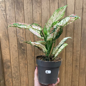 Aglaonema "Anyamanee Tricolor "  2.  - Rákvirág - Chinese Evergreen