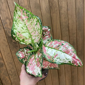 Aglaonema "Anyamanee Tricolor "  2.  - Rákvirág - Chinese Evergreen