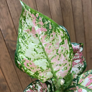 Aglaonema "Anyamanee Tricolor "  2.  - Rákvirág - Chinese Evergreen