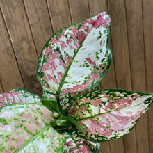 Kép betöltése a galériamegjelenítőbe: Aglaonema &quot;Anyamanee Tricolor &quot;  2.  - Rákvirág - Chinese Evergreen
