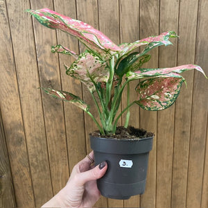 Aglaonema "Anyamanee Tricolor "  3.  - Rákvirág - Chinese Evergreen