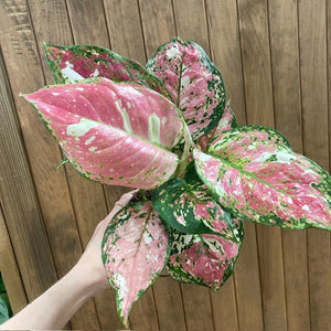 Aglaonema "Anyamanee Tricolor "  3.  - Rákvirág - Chinese Evergreen