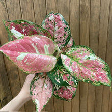 Kép betöltése a galériamegjelenítőbe: Aglaonema &quot;Anyamanee Tricolor &quot;  3.  - Rákvirág - Chinese Evergreen
