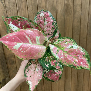 Aglaonema "Anyamanee Tricolor "  3.  - Rákvirág - Chinese Evergreen