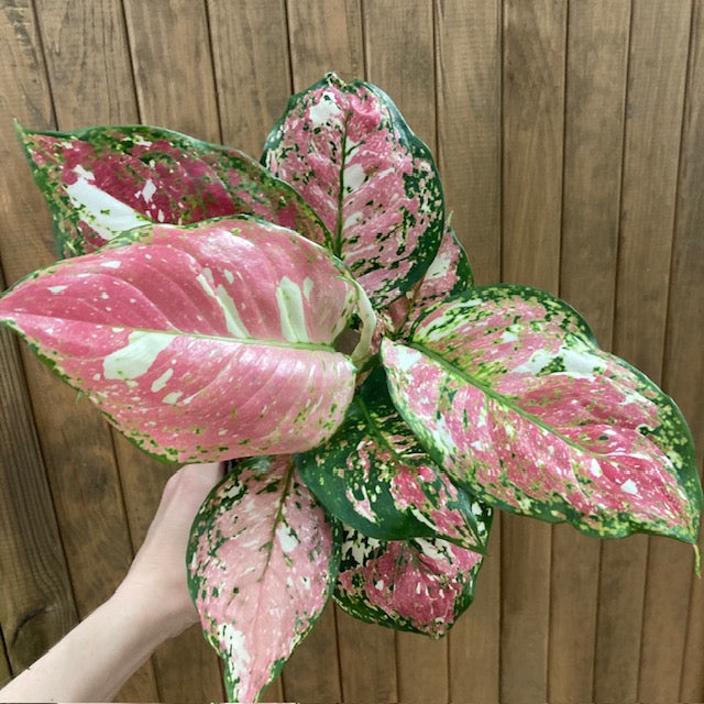 Aglaonema 