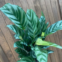 Kép betöltése a galériamegjelenítőbe: Calathea Freddie- Zebralevél
