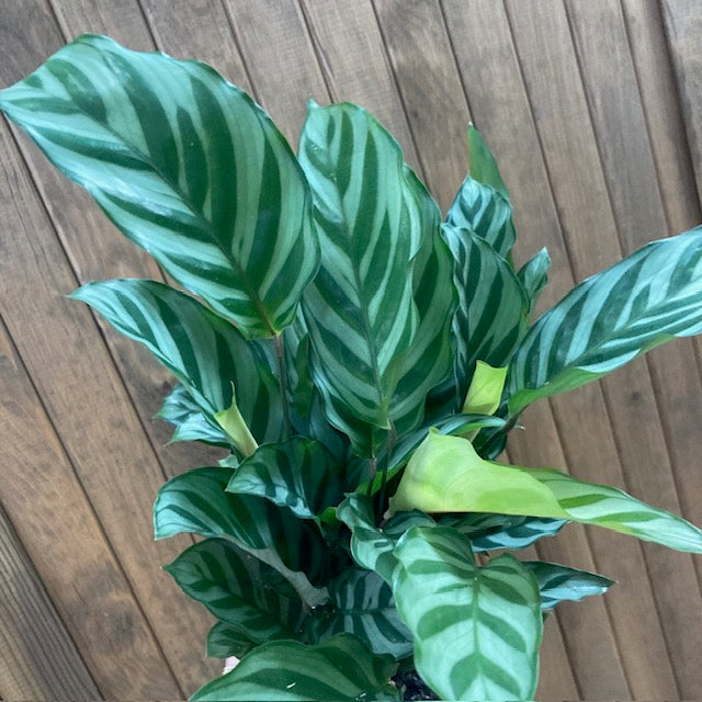 Calathea Freddie- Zebralevél