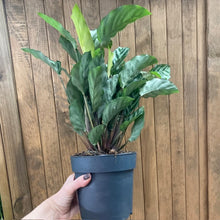 Kép betöltése a galériamegjelenítőbe: Calathea Freddie- Zebralevél
