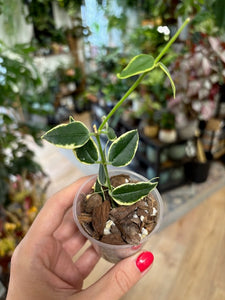Hoya bella albomarginata - Saját szaporítás