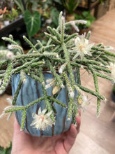 Kép betöltése a galériamegjelenítőbe: Rhipsalis pilocarpa - Vesszőkaktusz akasztós cserépben - Tropical Home 
