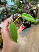 Kép betöltése a galériamegjelenítőbe: Hoya ariadna orange flower - Saját szaporítás
