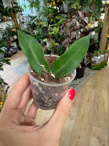 Hoya patella "Pink" - Saját szaporítás
