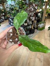 Kép betöltése a galériamegjelenítőbe: Hoya cystiantha splash- Saját szaporítás
