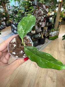 Hoya cystiantha splash- Saját szaporítás