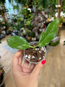 Hoya cystiantha splash- Saját szaporítás