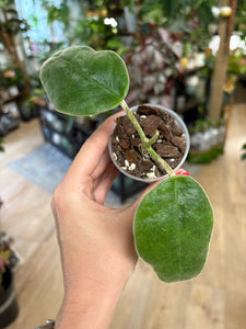 Hoya gigas - Saját szaporítás