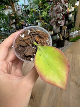 Kép betöltése a galériamegjelenítőbe: Hoya pseudolittoralis - Saját szaporítás
