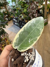Kép betöltése a galériamegjelenítőbe: Hoya archboldiana albomarginata- Saját szaporítás
