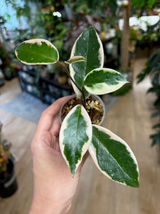 Hoya carnosa "Flamingo dream"- Saját szaporítás
