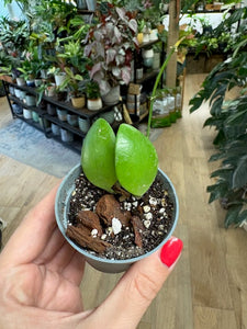Hoya brevialata - Saját szaporítás