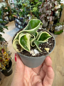 Hoya carnosa compacta albomarginata - Saját szaporítás