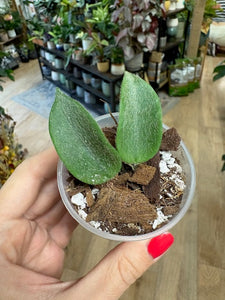 Hoya thomsonii pink - Saját szaporítás
