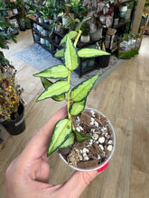 Kép betöltése a galériamegjelenítőbe: Hoya bella variegata (Lida buis)- Saját szaporítás

